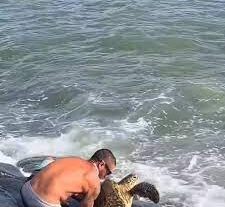 Man climbs down slippery boulders at beach to rescue trapped turtle