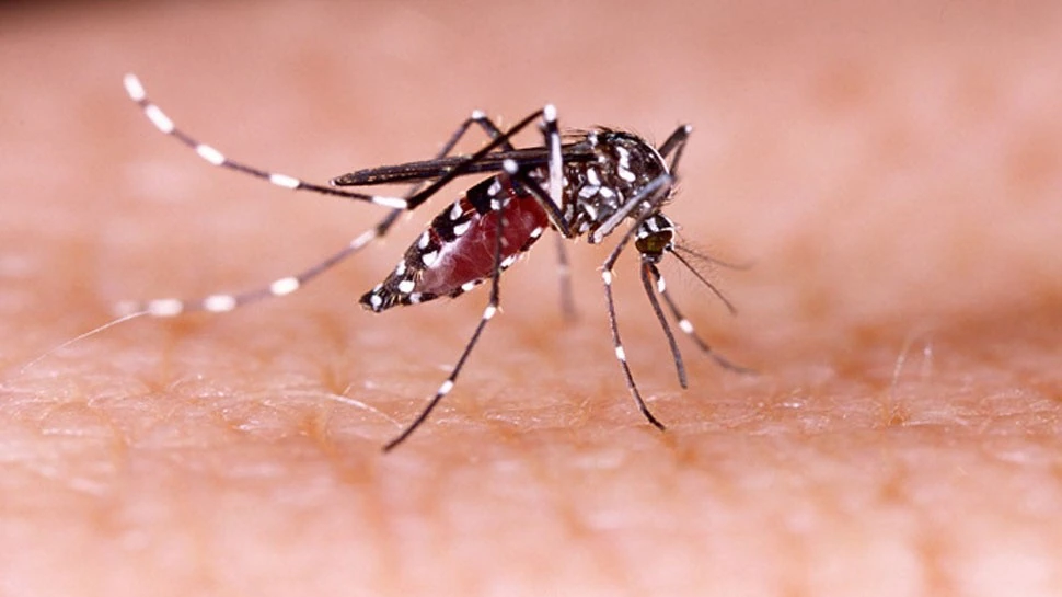 Delhi: बाढ़ के बाद मच्छरों से होने वाली बीमारियों के फैलने का खतरा, अस्पतालों को अलर्ट रहने का निर्देश